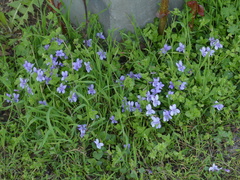 Viola canina