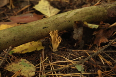 Phaeoclavulina flaccida