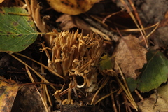 Phaeoclavulina flaccida