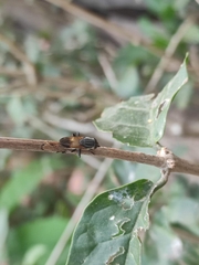 Stomorhina discolor