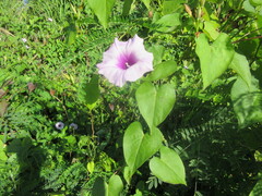 Ipomoea tiliacea