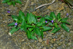 Viola inconspicua nagasakiensis