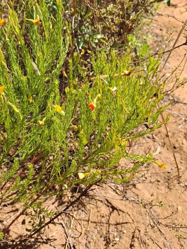 Image of Rafnia angulata by (c) Noeleen du Toit, some rights reserved (CC BY-SA)