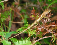 Diploderma polygonatum xanthostomum