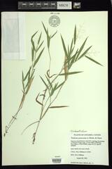 Dichanthelium praecocius