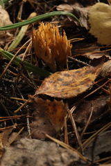 Phaeoclavulina flaccida