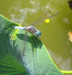 Pachydiplax longipennis