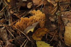 Phaeoclavulina flaccida