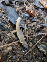 Lissotriton