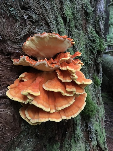 Conifer Chicken of the Woods