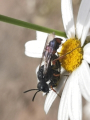 Cerceris concinna
