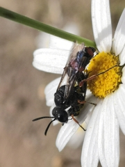 Cerceris concinna