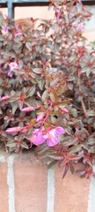 Heterocentron elegans
