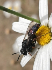 Cerceris concinna