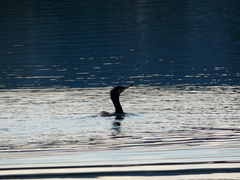 Phalacrocorax carbo sinensis