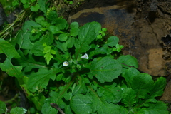 Mazus goodenifolius