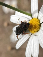 Cerceris concinna