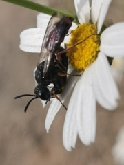 Cerceris concinna