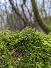 Eurhynchium striatum