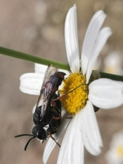 Cerceris concinna