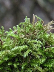 Eurhynchium striatum
