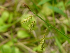 Carex castanea