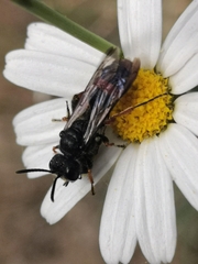 Cerceris concinna