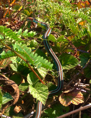 Thamnophis sirtalis tetrataenia