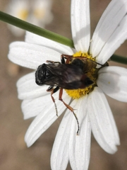 Cerceris concinna