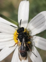 Cerceris concinna