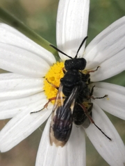 Cerceris concinna