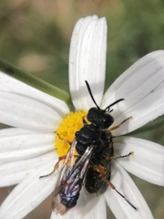 Cerceris concinna