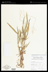 Dichanthelium praecocius