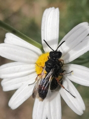 Cerceris concinna