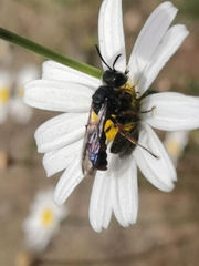 Cerceris concinna