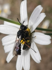 Cerceris concinna
