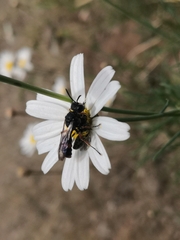 Cerceris concinna
