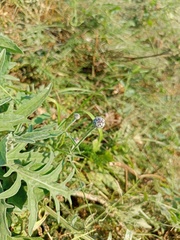 Centaurea scabiosa