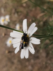 Cerceris concinna