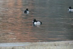 Aythya collaris