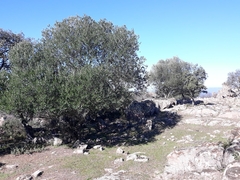 Olea europaea europaea