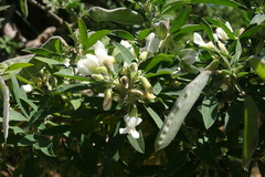 Chamaecytisus prolifer image