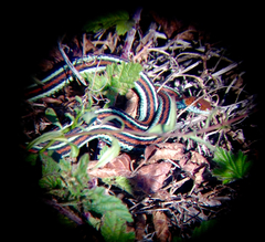 Thamnophis sirtalis tetrataenia