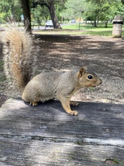 Sciurus niger limitis
