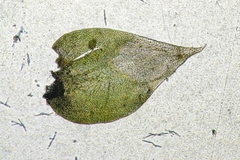 Nogopterium gracile