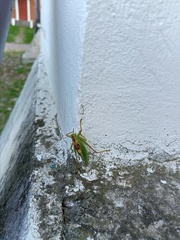 Tettigonia cantans