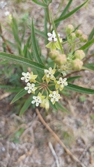 Asclepias mellodora