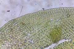Nogopterium gracile