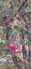 Syzygium paniculatum