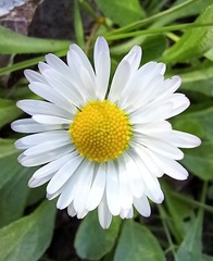 Bellis perennis